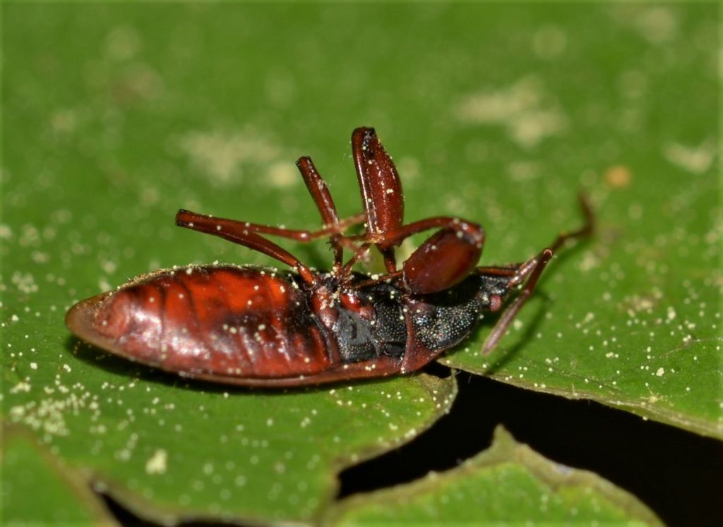 Lygaeidae Gastrodes?